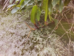 Philodendron crassinervium