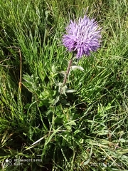 Carthamus caeruleus