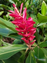 Alpinia purpurata