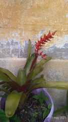 Bromeliaceae