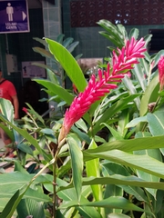 Alpinia purpurata