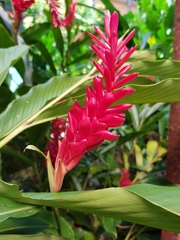 Alpinia purpurata