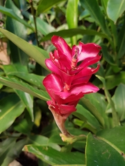 Alpinia purpurata