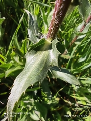 Carthamus caeruleus