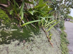 Philodendron crassinervium