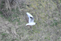 Chroicocephalus ridibundus