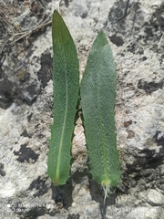 Carthamus caeruleus