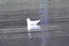 Chroicocephalus ridibundus