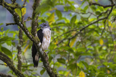 Pseudastur occidentalis