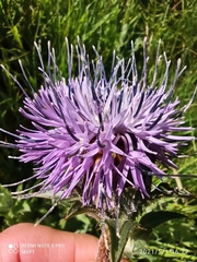 Carthamus caeruleus