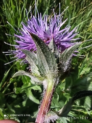 Carthamus caeruleus