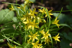 Gagea minima
