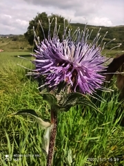 Carthamus caeruleus