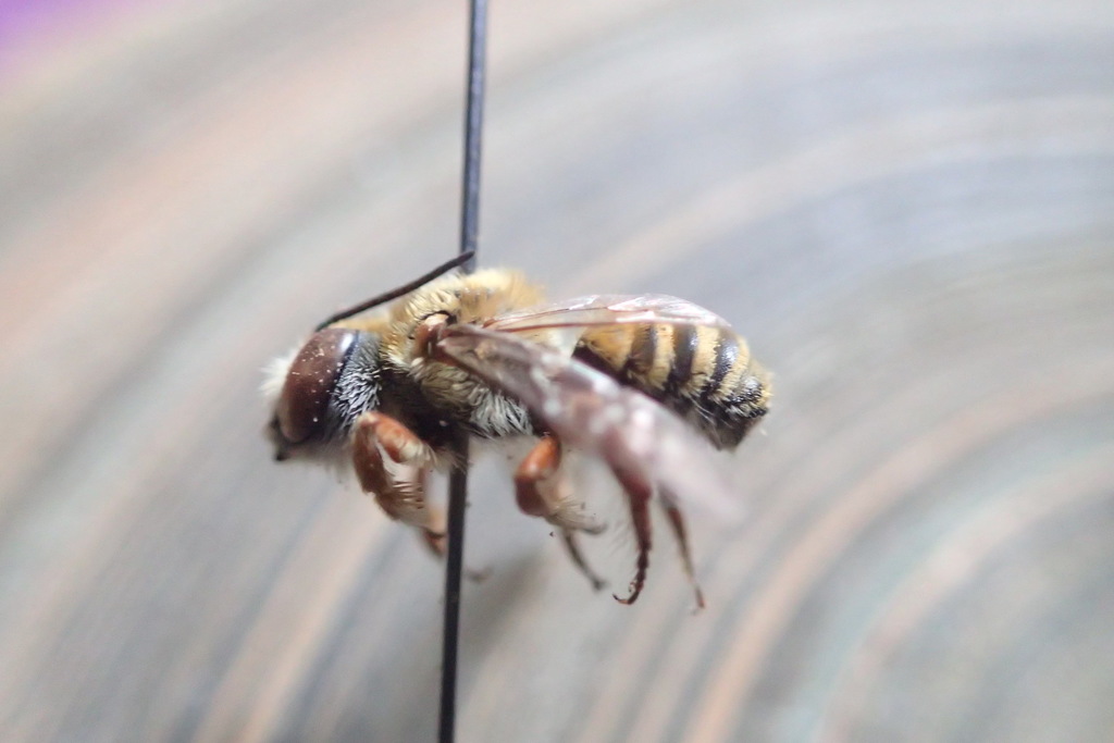 Megachile toluca