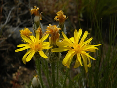 Crepis modocensis rostrata