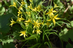 Gagea minima