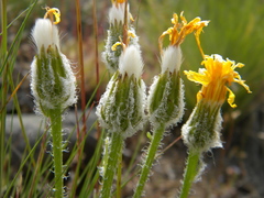 Crepis modocensis rostrata
