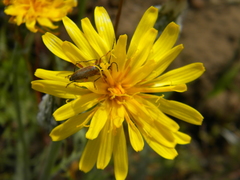 Crepis modocensis rostrata