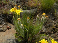 Crepis modocensis rostrata