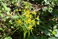 Gagea minima