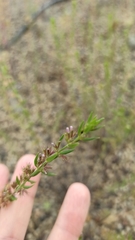 Micromeria graeca