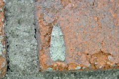 Semioscopis