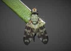 Otites centralis