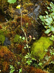 Crocidium multicaule