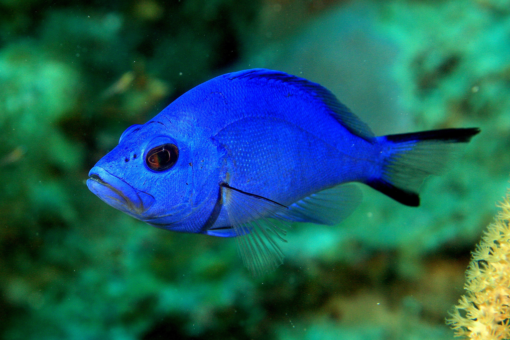 Blue Hamlet