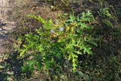 Solanum sisymbriifolium