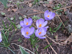 Crocus vernus