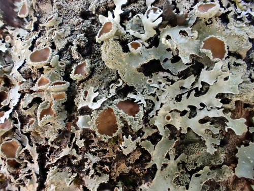 Bottlebrush Shield Lichen (Parmelia squarrosa)