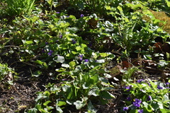 Viola odorata
