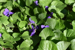Viola odorata