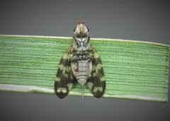 Otites centralis