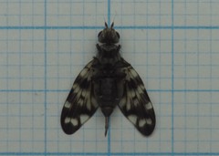 Otites centralis