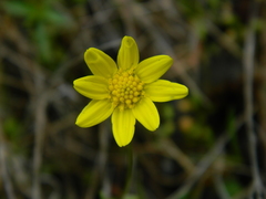Crocidium multicaule