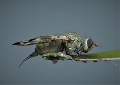Otites centralis