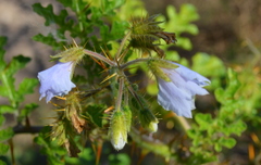 Solanum sisymbriifolium