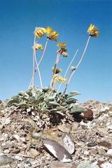 Enceliopsis nudicaulis