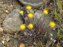 Erigeron bloomeri