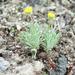 Erigeron chrysopsidis austiniae - Photo (c) mhays, algunos derechos reservados (CC BY-NC), subido por mhays