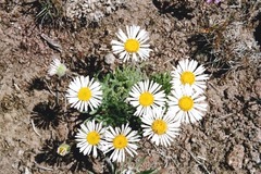 Erigeron disparipilus