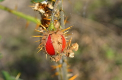Solanum sisymbriifolium