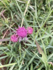 Campuloclinium macrocephalum