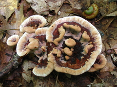 Hydnellum scrobiculatum