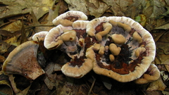 Hydnellum scrobiculatum