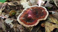 Hydnellum scrobiculatum