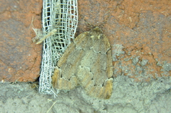 Spodolepis substriataria