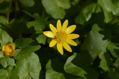 Ficaria verna